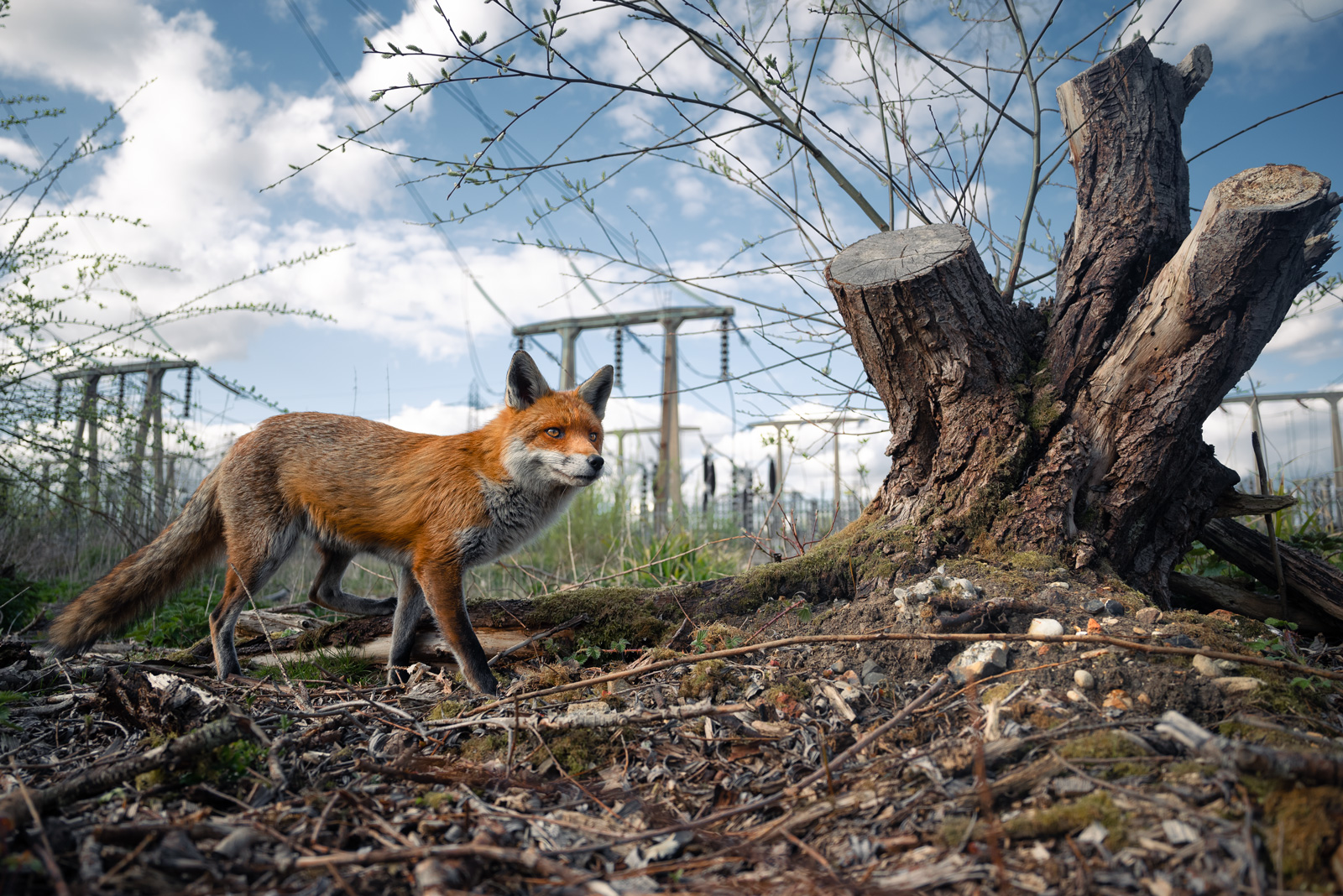 A fox prowling