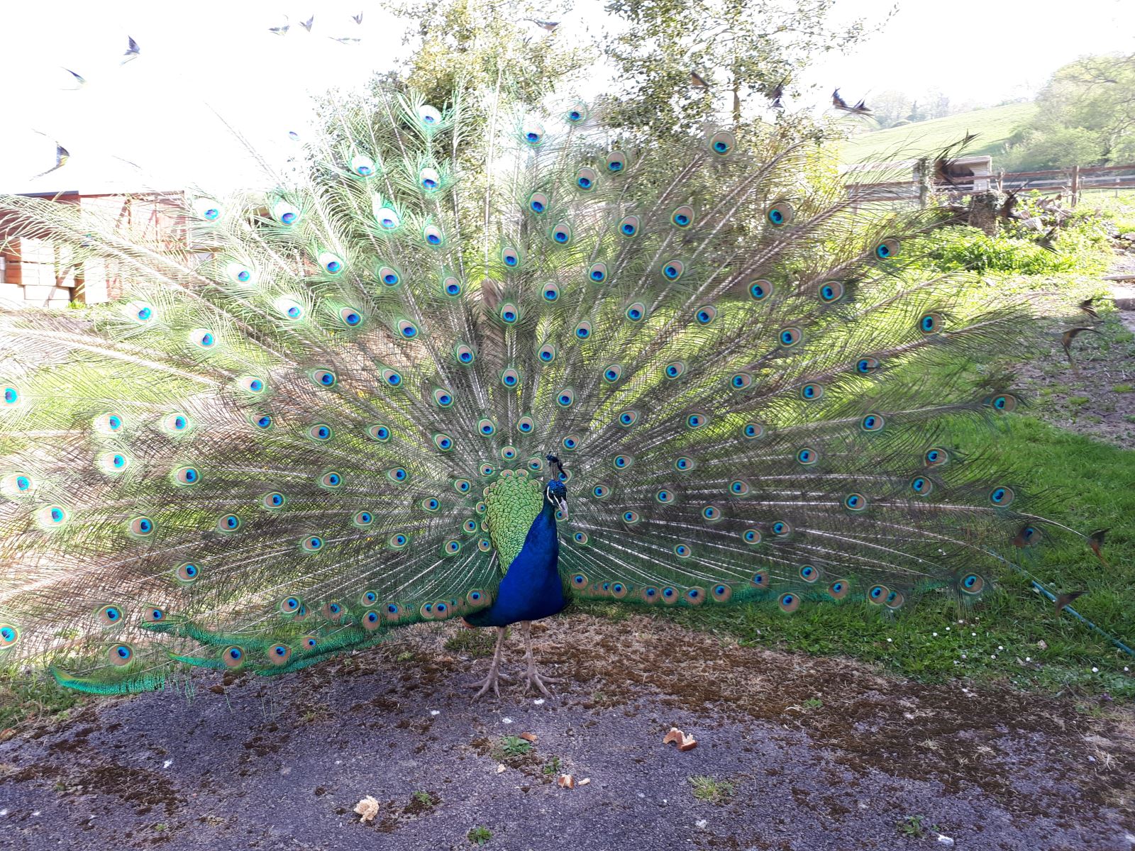 Peacock at Dick Whittington